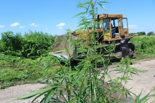 Антинаркотическая комиссия Майминского района информирует: о способах и методах уничтожения наркосодержащих растений