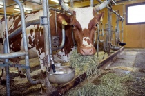 В регионе выявлены случаи пастереллеза