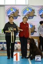 К 95 -летию Майминского района: Всероссийская выставка собак 