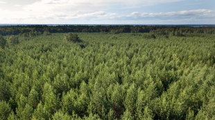 Внесены изменения в Правила использования лесов, расположенных на землях сельскохозяйственного назначения