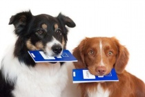 О преимуществе регистрации домашних животных в электронном виде